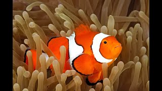 The Ocellaris Clownfish [upl. by Hedaza]