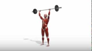 Exercise Videos Standing Barbell Overhead Press [upl. by Innos613]