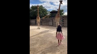 CARDI B SURPRISES DAUGHTER KULTURE WITH GIRAFFE SIGHTING 😍 🦒🦒🦒🦒🦒 cardib offset [upl. by Placida]