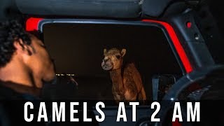 WILD OMAN CAMELS at 2AM [upl. by Staford]