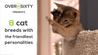 8 cat breeds with the friendliest personalities [upl. by Yup]