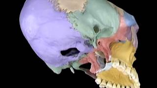 Aclands Video Atlas of Human Anatomy Sphenoid Bone new [upl. by Rubbico]