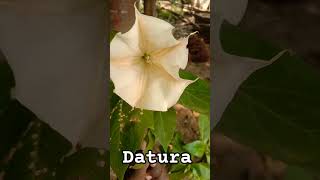 Datura stramoniumthorn applepoisonous flowering plant of the nightshade family Solanaceae [upl. by Niwre]