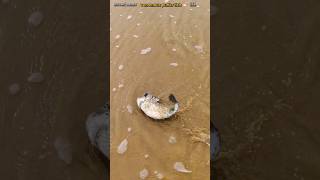 Rescue mission saving most venomos puffr fish returned to sea life saving shorts [upl. by Seilenna]