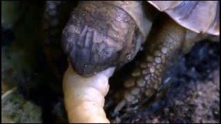 Testudo hermannHermanns tortoises eating insects [upl. by Assin885]