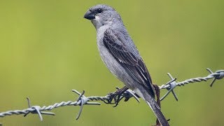 Patativa cantando Sporophila plumbea [upl. by Amerigo]