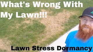 How to repair Brown Dead Grass Dormancy spots Dead Spots in my lawn after fertilizer application [upl. by Misaq641]