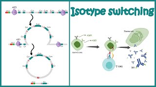 Isotype switching  class switching recombination  Antibody class switching  antibody diversity [upl. by Nesto702]