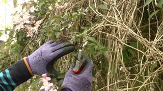 Pruning Clematis [upl. by Rother]