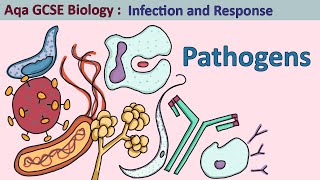 Science  GCSE Biology  Aqa Infection and Response The Four Pathogen Types [upl. by Anaile309]