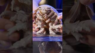 Isopod Hours for Real animals [upl. by Aiem]