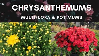 Chrysanthemum Multiflora Production  Pot Mums  Guldaudi  Bhola Nursery [upl. by Liban]