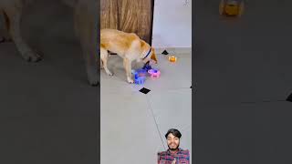 dog doglover 😆😆 funny puppy pets kindanimal animallove [upl. by Shaffert]