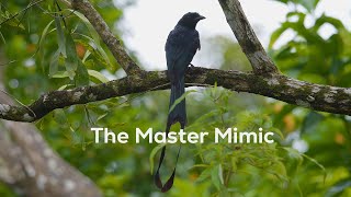 Greater Rackettailed Drongo The Master Mimic [upl. by Kyd]