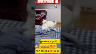 Miren que ermosos y Artistas estos perrito y Gatitos🤣 [upl. by Tisha839]