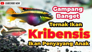 Mengenal Ikan Kribensis Perawatan dan Cara Ternak [upl. by Adiaz]