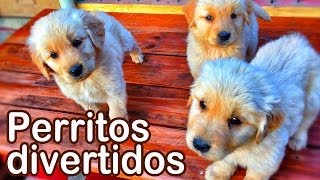 Perritos Divertidos  Animales Juguetones  Videos Infantiles Entretenidos [upl. by Hazen]