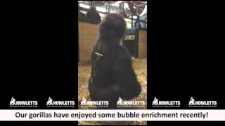 Gorillas playing with bubbles at Howletts Wild Animal Park [upl. by Robillard]