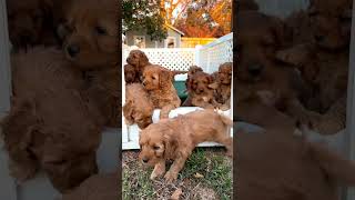 Cockapoo Puppies Escaping cockapoo puppylifestyle puppy puppylovers puppyplay puppies [upl. by Reginald]