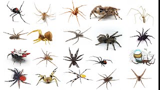 Different types of spider Part 1 [upl. by Adias]