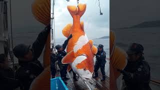 Giant Sea Monsters Caught by Fishermen 🐙🎣GiantSeaCreatures FishingDiscoveries OceanMysteries [upl. by Jennifer38]