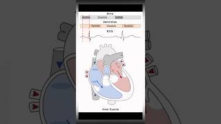 Here’s how the heart works DYK🫀beats about 100K times a day anatomy medical shorts neet [upl. by Ahsyak]