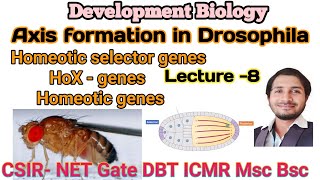 Axis formation in Drosophila L8 homeotic selector genes or Hox genes in details for CSIR net Gate [upl. by Ramaj979]