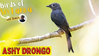 ASHY DRONGO  Birds of Sri Lanka with Thinev  Sound  Call [upl. by Jerrine]