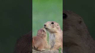 The most hilarious act of survival prairiedog [upl. by Ashia]