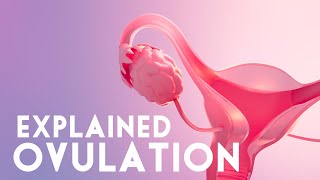 What is Ovulation and how it works  Ovulation explained [upl. by Nevanod]