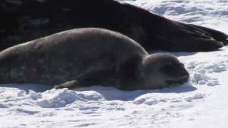 Jen Mannas Antarctica Weddell Seal Researcher [upl. by Jonna476]