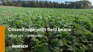 HORSCH Oilseed rape with field beans  What are the results [upl. by Hambley922]