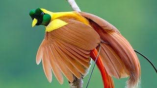 Cendrawasih Merah Keindahan Burung Penyanyi dan Penari Asli Indonesia  Red Bird of Paradise [upl. by Itsa366]