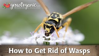 How to Get Rid of Wasps [upl. by Aynnat942]