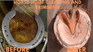 Excessive Growth  Super Clean Hoof Trim [upl. by Noremmac]