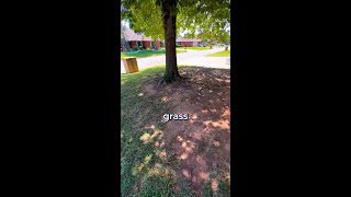 Bermuda vs Fescue Grass [upl. by Enninaej]