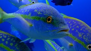 Yellowtail Snapper Fishing quotTips and Techniquesquot DMFD [upl. by Mazel]