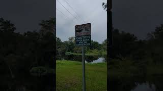 Tricolored Heron Shakes Wings Danger Wildlife Present Sign amp Little Econlockhatchee at Grass Level [upl. by Hsirt740]