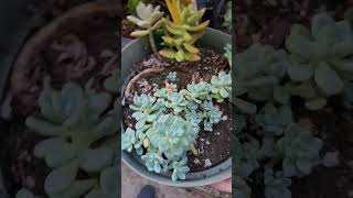 succulents sedum Rupestris [upl. by Sel]