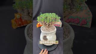 유포르비아 귈라우미니아나Euphorbia Guillauminiana구근식물 아프리카식물 plants succulent caudex euphorbia [upl. by Eillo645]