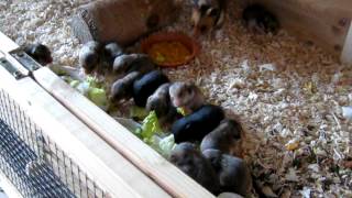 Goldhamster mit 15 Kindern [upl. by Borrell]