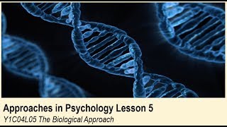 ALevel Psychology AQA Approaches in Psychology  The Biological Approach [upl. by Enirtak475]