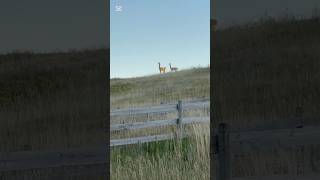 alpacas scare off muledeer  alpaca farmlife ranchlife alpacafarm farming ranching [upl. by Aiveneg]