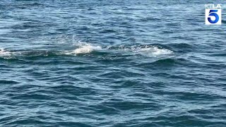 Orcas attack gray whale calf off California coast [upl. by Annahsed694]