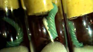 Tobacco Hornworm time lapse in tubes [upl. by Lonna447]