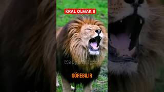 Kral olmak  Aslan vs Bal Porsuğu Belgeseli medyabilgini [upl. by Luapnaes173]