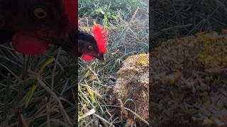 Why Give Chickens Sunflower Seed Heads shortsvideo [upl. by Berenice]