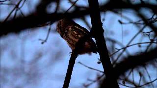 eastern screech owl at night [upl. by Ettezyl888]