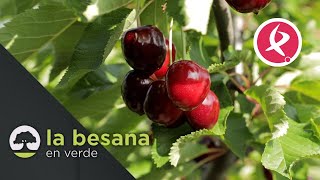 La campaña de cereza del Jerte calidad y más producción  La besana en verde [upl. by Artened]