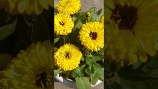 Beautiful Calendula Calendula flowers Shortsfeed shorstvideo shorts [upl. by Silvie]